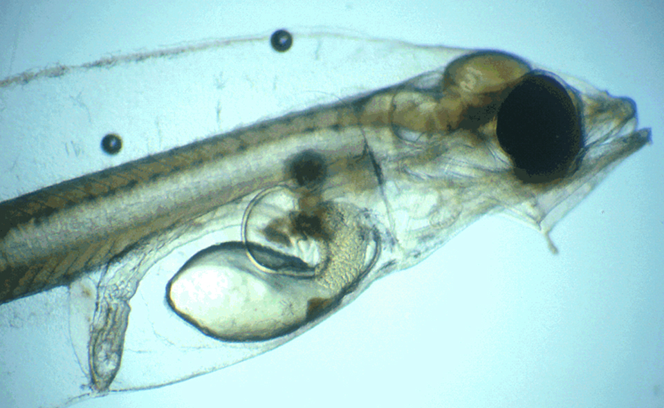 Article image for Scope for further optimization of selective breeding in aquaculture species