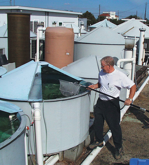 Article image for Tank on-growing of black sea bass