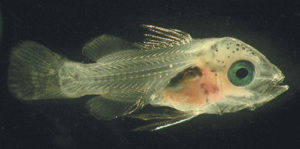 Live food enrichments enhance diets for larval yellowtail snappers