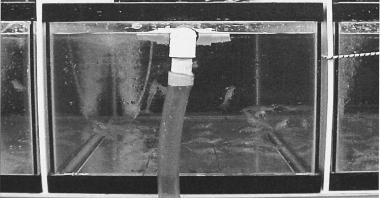 Article image for Rendered meals workable feed ingredients for Pacific white shrimp