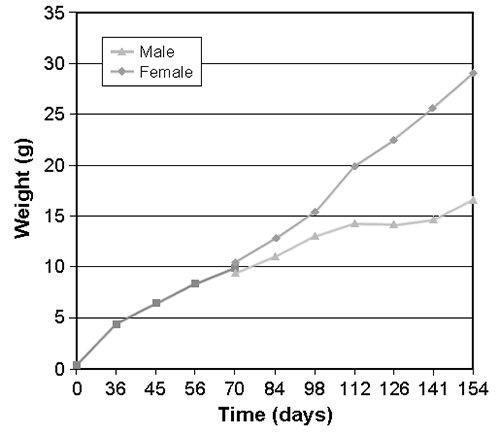 Article image for SPF fleshy prawns show potential for genetic improvement