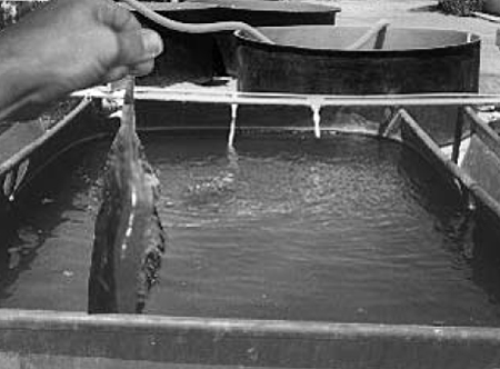 Article image for Yucca extract reduces ammonia concentrations in Mexico shrimp trial