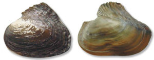Freshwater pearl culture in China