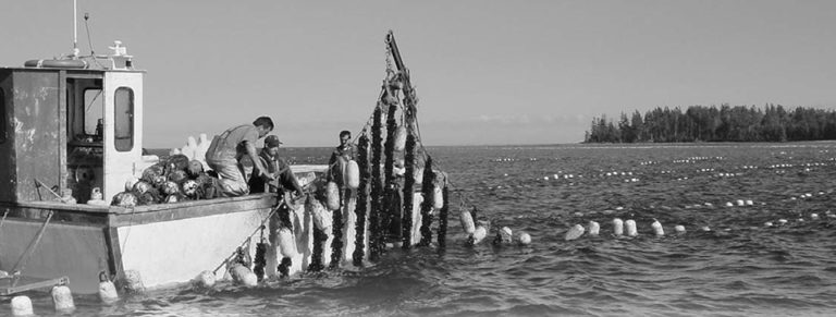 Article image for Principles of animal husbandry for shellfish culturists