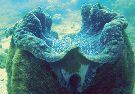 Article image for Giant clam mariculture