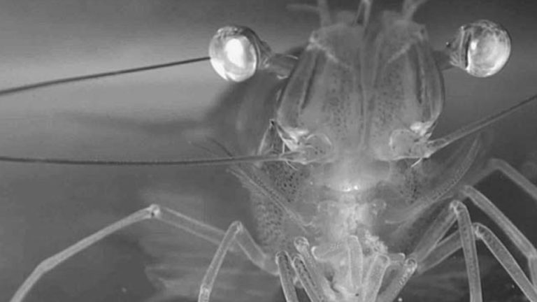 Article image for Diet size affects shrimp feeding behavior, growth performance