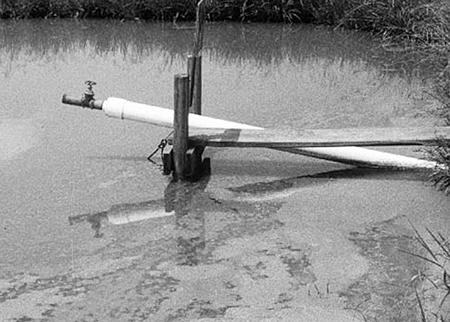 Article image for Managing algae in pond aquaculture