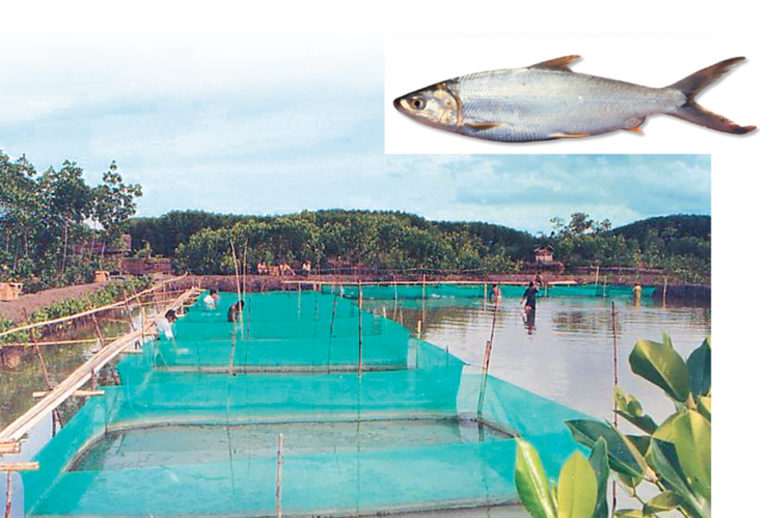 Article image for Polyculture extends production life for ponds with acid sulfate soil