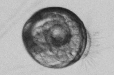 Article image for Australian test studies potential of probiotics in oyster hatcheries
