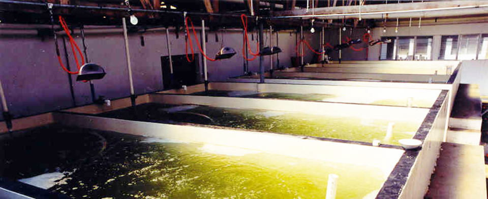 Article image for Latin America FAO project establishes hatchery standards, info system