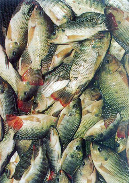 Article image for Tilapia culture systems in Bangladesh