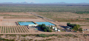Dietary modifications for desert shrimp farming