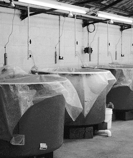 Article image for Selectively bred shrimp survive varied TSV exposure