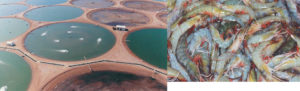 Saudi farm pioneers Middle East shrimp aquaculture