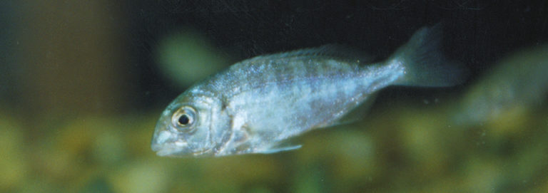 Article image for Stressors in fish culture decreased through dietary manipulation of arachidonic acid