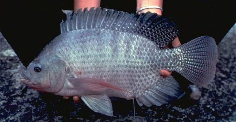 Article image for Levels of dietary gossypol affect growth, bacterial resistance of Nile tilapia