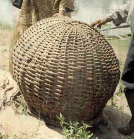 Article image for Researchers study broodstock domestication of African arrowana in Cameroon