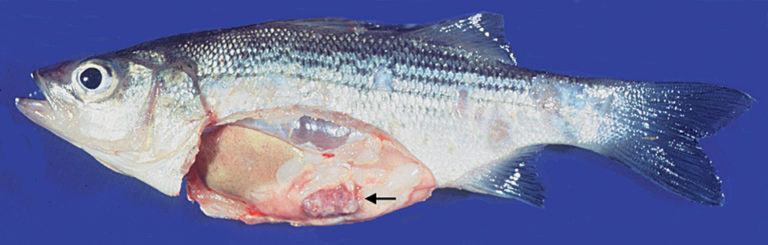 Article image for Development of DNA vaccine for piscine mycobacteriosis
