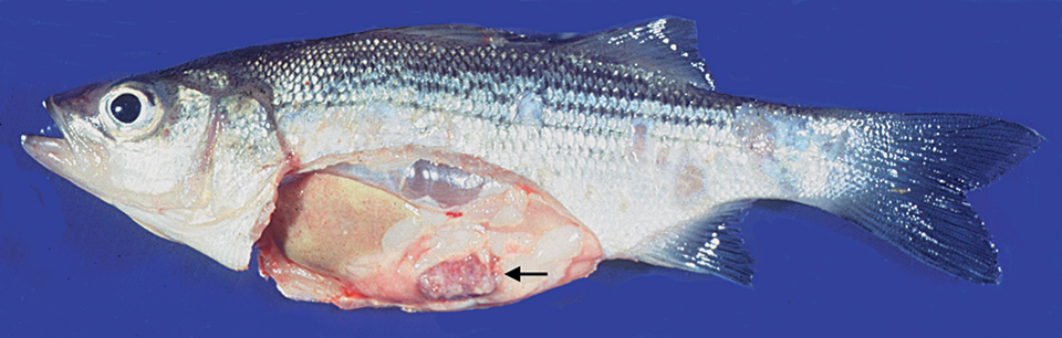 Article image for Development of DNA vaccine for piscine mycobacteriosis