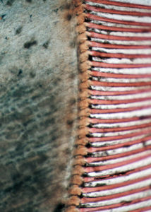 Researchers capture images for practical molt stage analysis in shrimp