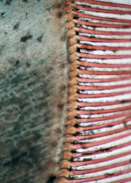 Article image for Researchers capture images for practical molt stage analysis in shrimp