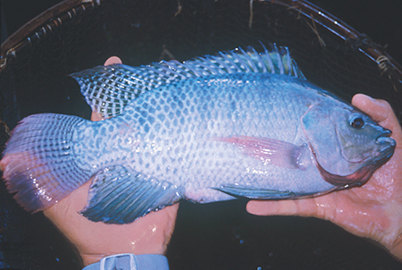 Article image for Genetic screening in Nile tilapia
