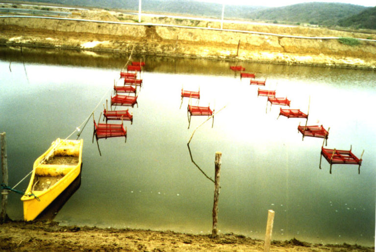 Article image for CENAIM study examines effects of transport on shrimp postlarvae survival