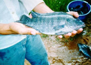 Performance, economics of tilapia cage culture in Brazil