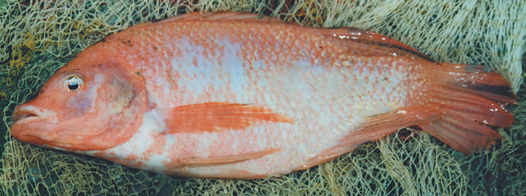 Article image for Tilapia evolution
