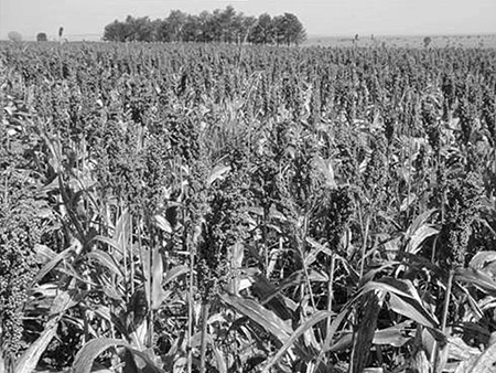 Article image for Sorghum a potential energy source in tilapia feed