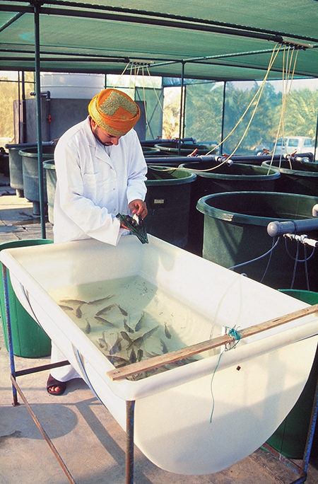 Article image for Feed ingredient digestibility