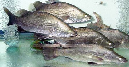 Article image for Israeli study examines feeding regimes for Asian sea bass grown at high temperatures