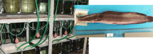 Netherlands study links fish feeding behavior with growth performance