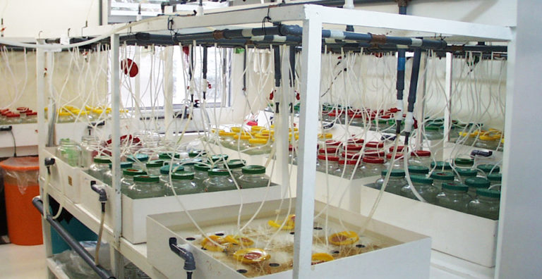Article image for Cyanobacteria toxicity tested in shrimp larvae