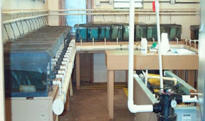 Size-grading experiments yield strong advice for tilapia hatcheries