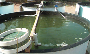 Growth trials study feeding frequency in shrimp