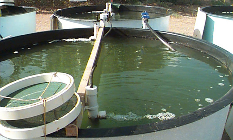 Article image for Growth trials study feeding frequency in shrimp