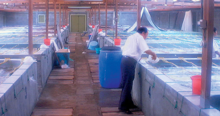 Article image for Penaeus vannamei seedstock production