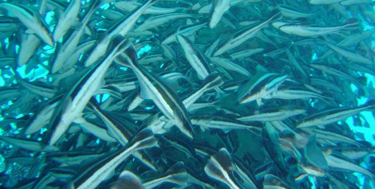 Article image for Offshore cobia project