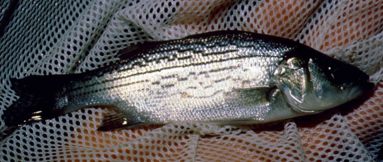 Article image for Influences of dietary factors on fish health