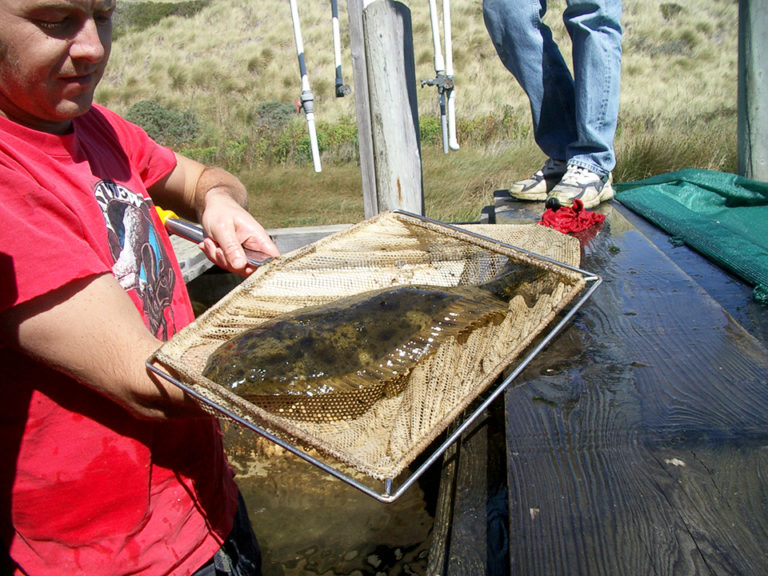 Article image for Starvation timing affects morphology, growth of first-feeding halibut larvae