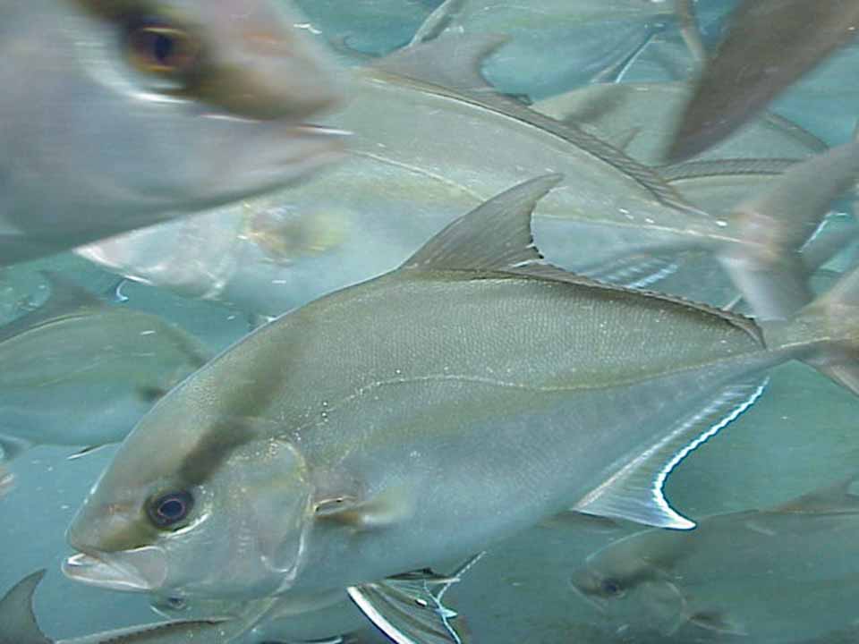 Article image for Amberjack culture progresses at Oceanic Institute