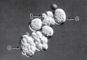 Thraustochytrids: Potential DHA source for marine fish nutrition