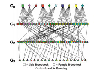 Research reveals inbreeding depression in Pacific white shrimp