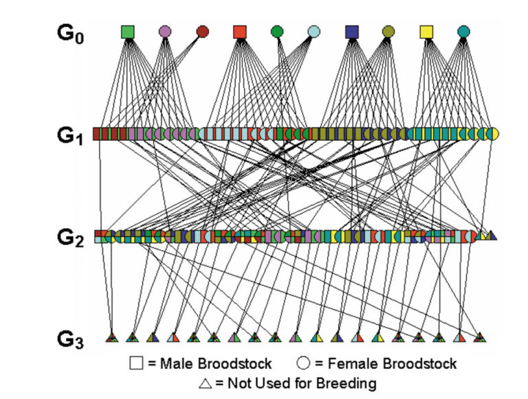 Article image for Research reveals inbreeding depression in Pacific white shrimp