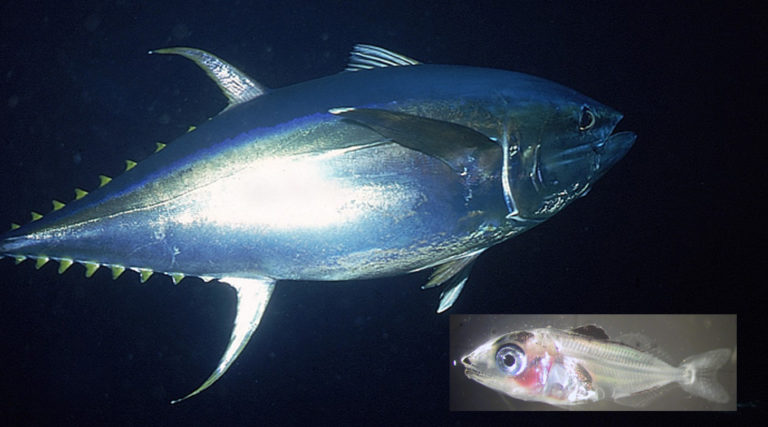 Article image for Larval tuna research mimics ocean conditions in lab
