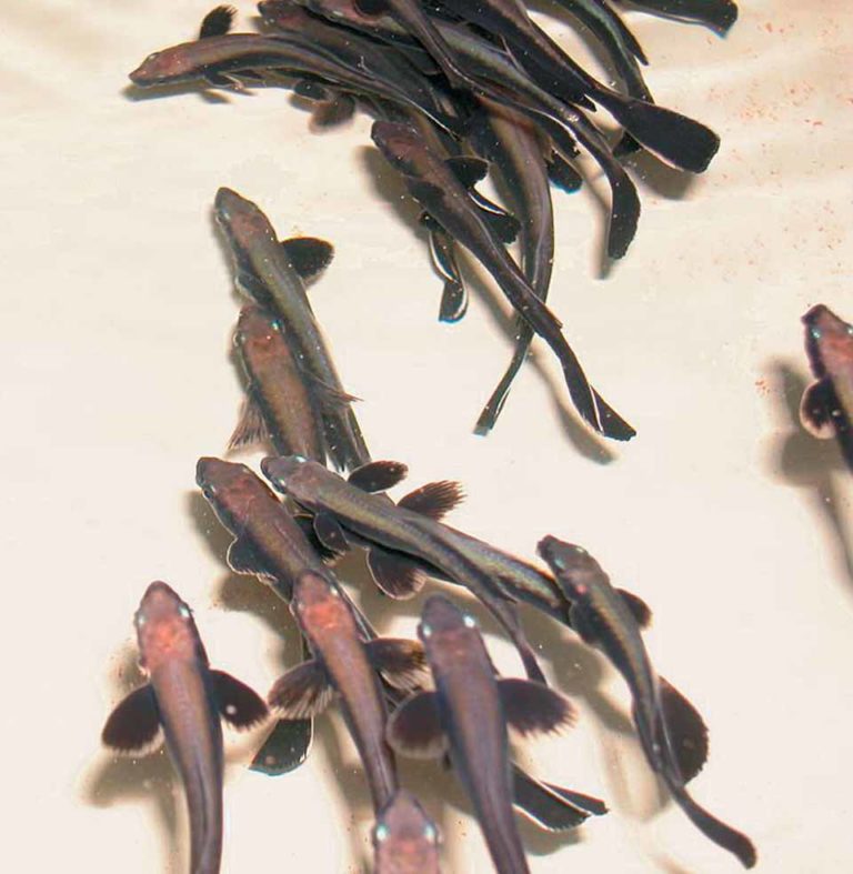Article image for Fingerling production still bottleneck for cobia culture