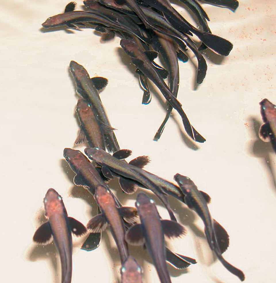 Article image for Fingerling production still bottleneck for cobia culture