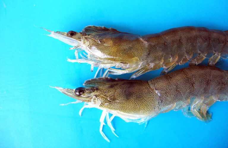 Article image for Study evaluates IHHNV effects on Pacific white shrimp