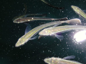 ACFK: Cobia fingerling update